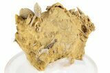 Miniature Fossil Cluster (Ammonites, Brachiopods) - France #248450-1